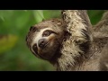 ✔La Amazonía Peruana [Documental]