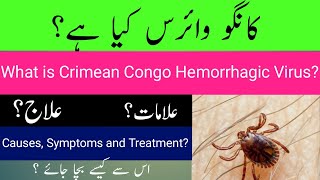 What are causes, symptoms, prevention and treatment of Crimean Congo Hemorrhagic Fever in Urdu/Hindi