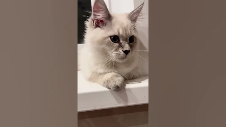 Watch the video about Have a wonderful evening! Aris 😍💕💕💕 Neva masquerade kittens.