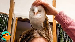 Bossy Owl Refuses to Be Ignored | Cuddle Buddies