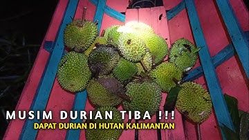 MUSIM DURIAN TIBA !!! DAPAT DURIAN HUTAN DI HULU SUNGAI KALIMANTAN