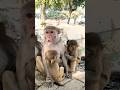 Hollywood monkey 😨😨