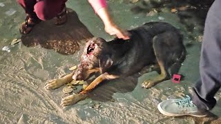 Rescue Of Dog With Massive Hole In His Head...