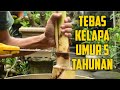 Merawat Bonsai Pohon Kelapa Usia 5 tahunan @Putoe Soemi