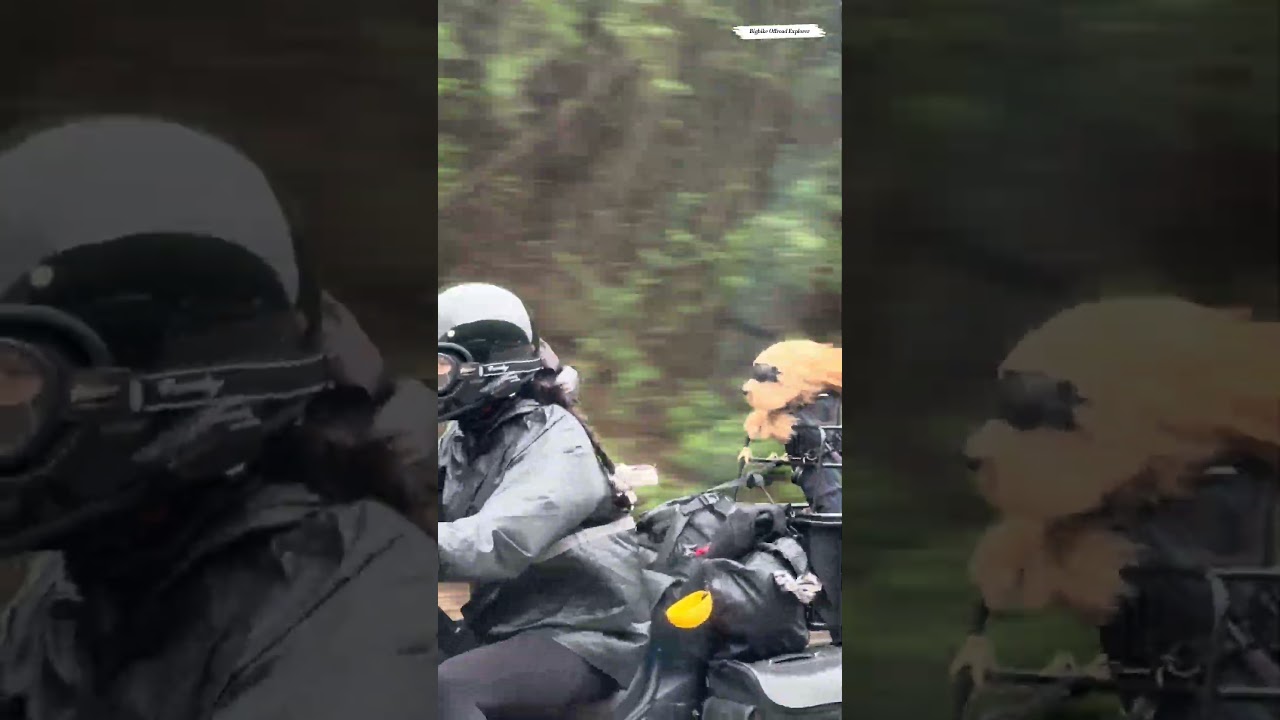 Met a girl and her "exclusive knight" on the road today! 🐶🏍️ #dogrider #funny #motovlog