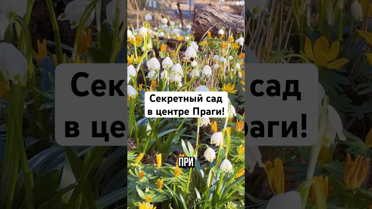 Botanická zahrada Albertov (Na Slupi 433 /16). Открыто с 