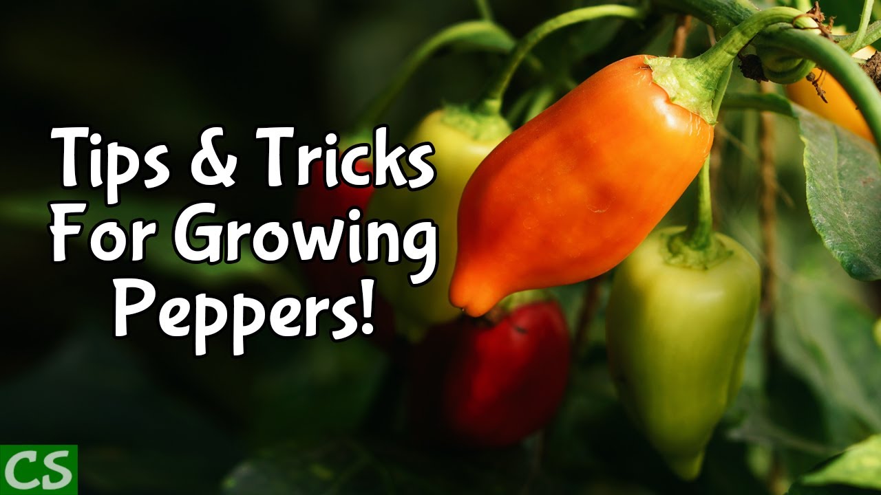 How to Grow Peppers - Tips and Tricks! - YouTube