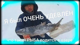 АХ как я был УДИВЛЁН, что такая рыба водится здесь, а приехали мы на щуку.