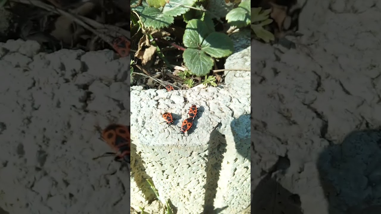 Die Gemeine Feurerwanze (Pyrrhocoris apterus) ist KEIN Schädling sonderen ein natürl. Feind der ...