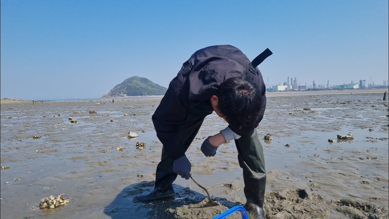 โอป้าช่วยหาหอยทะเล