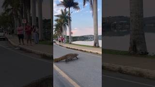 Jacaré Alfredo Voltando Para Sua Casa. Lagoa Santa Mg - Crédito Omundovistodomeujeito