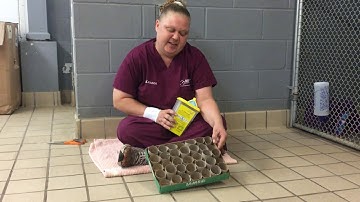 DIY Cat Treat Puzzles