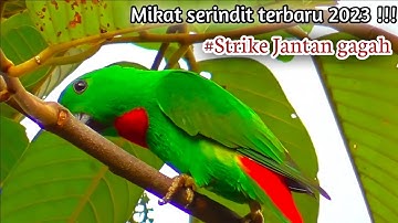 Mikat serindit terbaru !!! dapat serindit Jantan