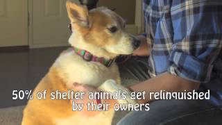 Pet Adoption PSA