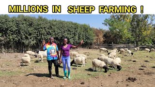 How To START A SUCCESSFUL SHEEP Farming Business! | 2022