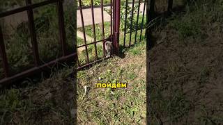 💝 Голодная кошечка получила подарок. The hungry kitty received a gift