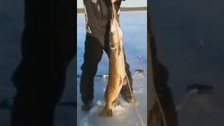 Как вытащить огромную щуку#fishing #shortvideo #рыбалка #shorts