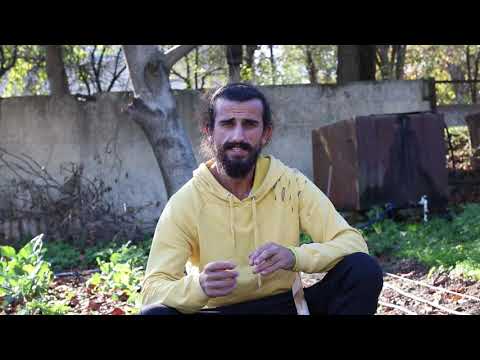 მუხუდოს თესვა