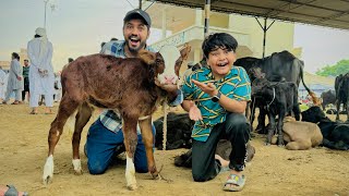 Alhamdulillah Cow Baby Le Leya Itna Cute Mandi Vlog 