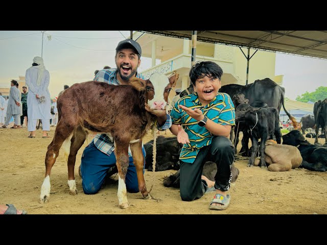 ALHAMDULILLAH cow baby le leya 😱 itna cute || Mandi vlog || class=