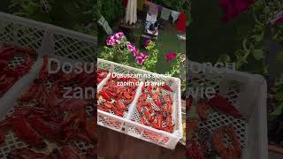 Dry tomatoes Lima are sweet and healthy replacement for candy. I use them year around #labormovem