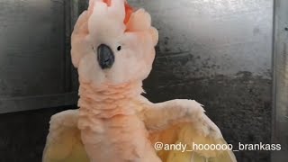 Mollucan cockatoo dancing 😍