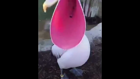Пеликан и его клюв