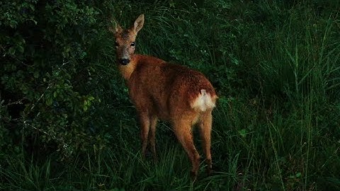 Dji Mavic 2 Zoom 4k footage #111