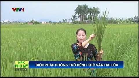 Chuyên gia hướng dẫn phòng bệnh khô vằn cho lúa