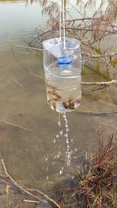botol bekas bisa jadi perangkap ikan
