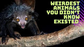 Weirdest animals you didn't know existed ( Part 1) | Amazing Life