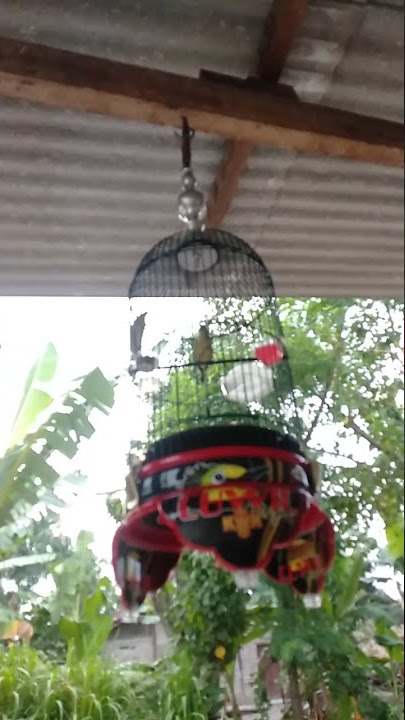 pleci nembak bertubi tubi