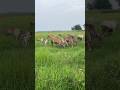 Assam Local Cow Grazing in Green Fields 🐄 | অসমৰ গৰু চৰোৱা দৃশ্য | Village Life Assam 15 June 2026