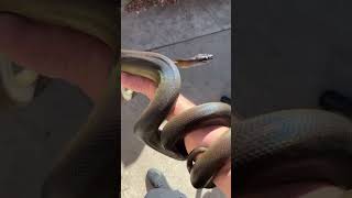 Famous My male Papuan Olive Python is finally gaining some size. 😍 Profile