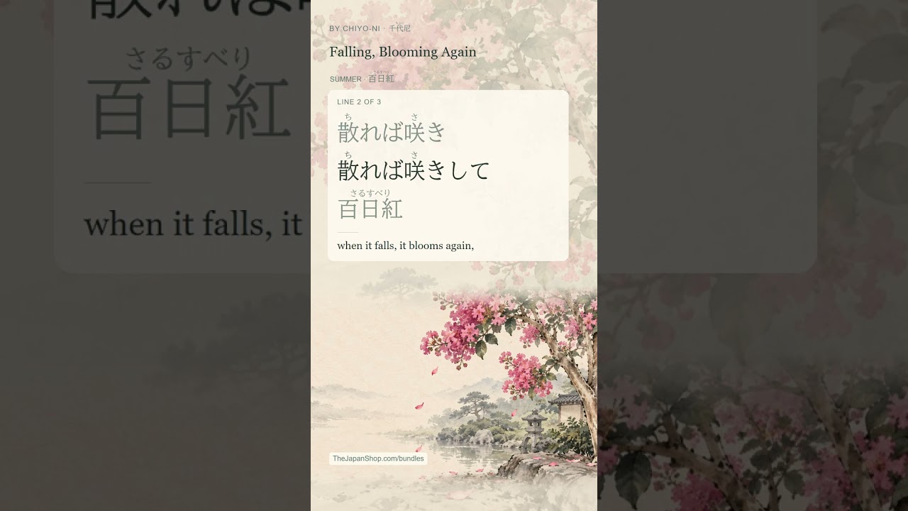Falling, blooming, falling, blooming: the crape myrtle 🌺 散れば