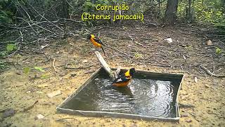 Animais  da caatinga