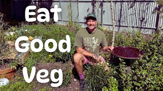 видео: Собираем последние зимние овощи и сажаем новые растения || Garden VLOG картинка: Собираем последние зимние овощи и сажаем новые растения || Garden VLOG