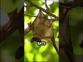 The Real Reason Bats Hang Upside Down