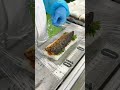 本場博多の明太子がお酒と相性抜群！【めんたい焼き鯖寿し】