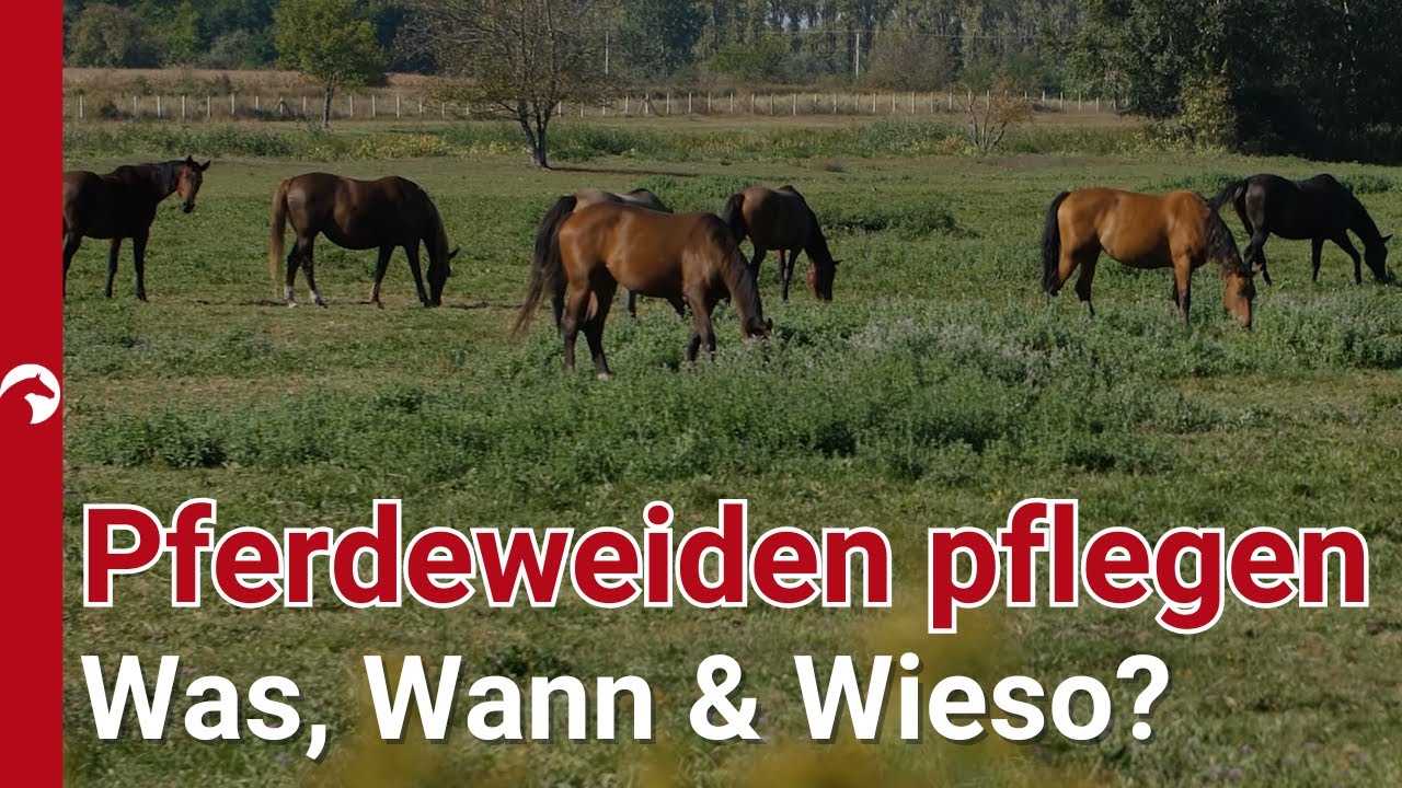 So wichtig & so unterschätzt: Das richtige Weidemanagement 🌱🌾 | Was können Besitzer tun?