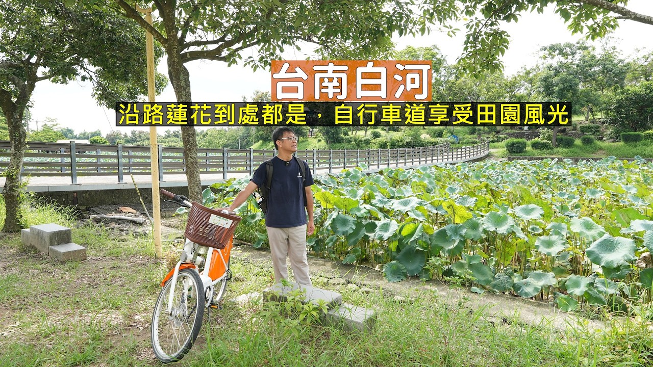 台南白河蓮花季自行車小旅行，一路騎在鄉間道路到處都有蓮花池 享受田園風光 縮圖