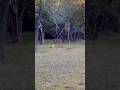 One Shot Deer Down | Powerful Shotgun Deer Hunting | Clean & Perfect # Shot#HuntingLife#WildHunting#