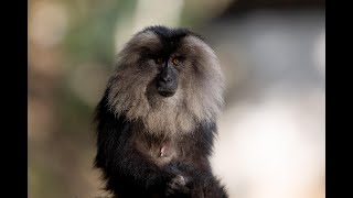 Lion-tailed Macaque March 2024