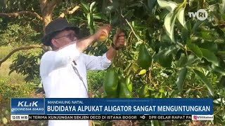 Budidaya Alpukat Aligator Sangat Menguntungkan