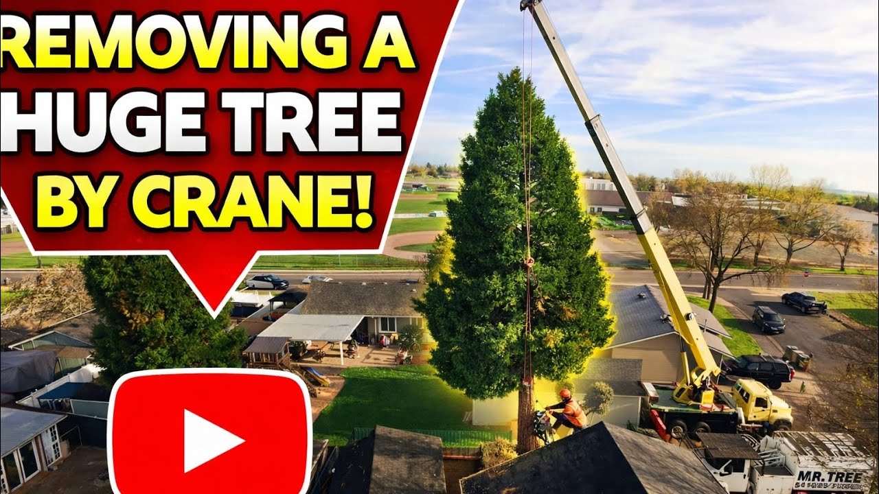 “Dangerous Tree Removal Over Homes (Crane Lift)” - YouTube