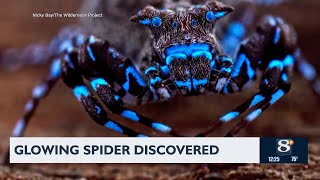 Glowing spider discovered