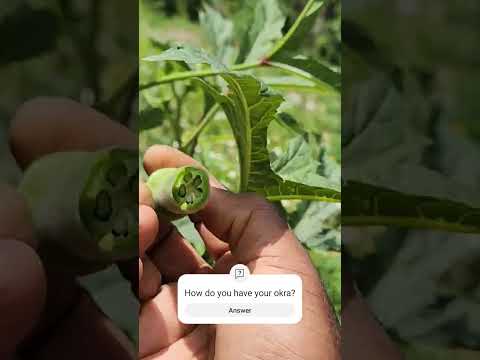 How do you have your #Okra? #jamaica