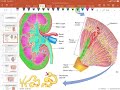 01 introduction to kidney function and structure