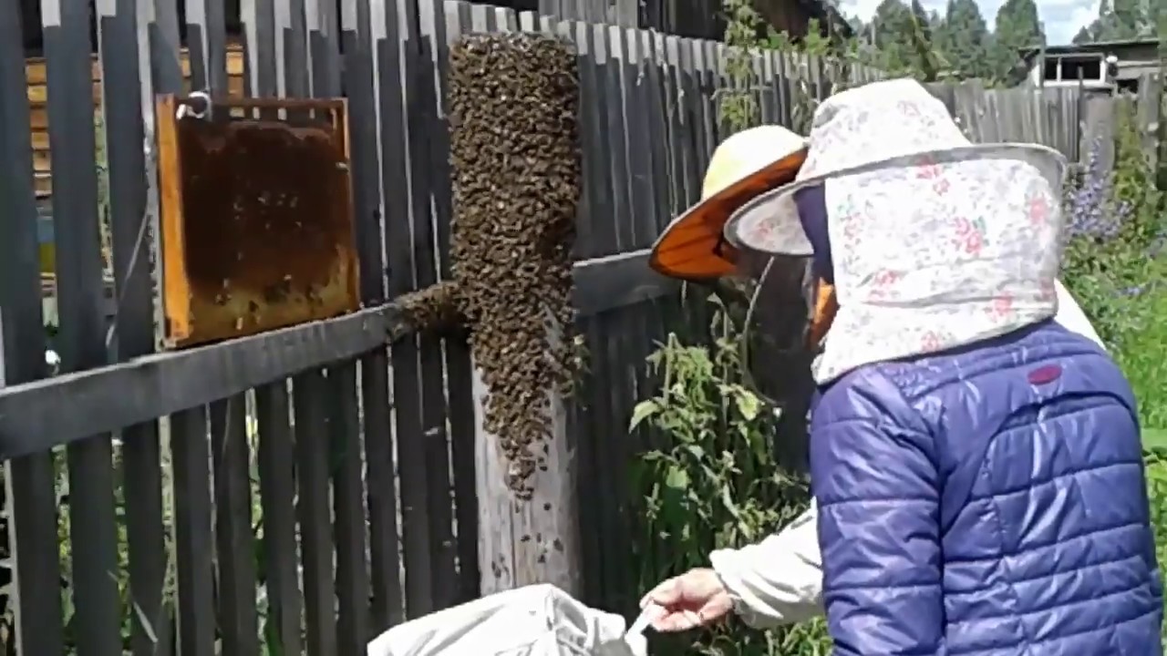 Ловля роев пчел