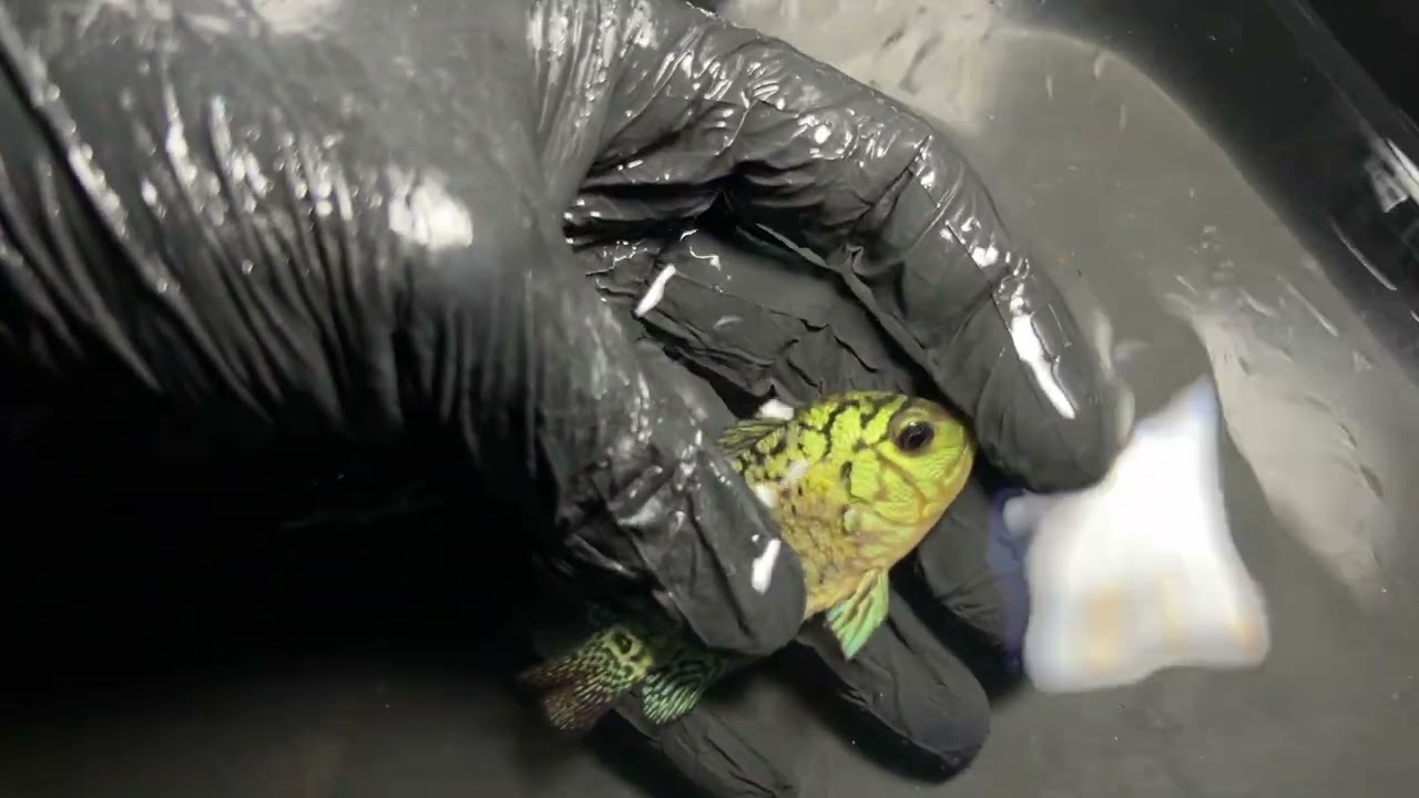 Cá la hán Cao Lãnh tháng 2 ngày 10 kamfa giá rẻ 